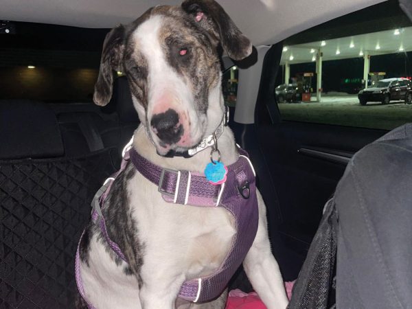 both wearing pink harnesses|A large dog wearing a purple harness and pink bandana stands in the backseat on a grey blanket with a brightly colored toy next to the dog|A women holding two puppies stands outside of a white vehicle with a Walmart sign in the distance