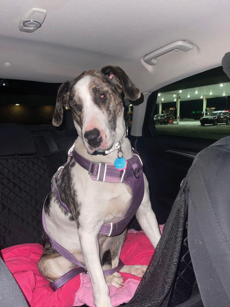 both wearing pink harnesses|A large dog wearing a purple harness and pink bandana stands in the backseat on a grey blanket with a brightly colored toy next to the dog|A women holding two puppies stands outside of a white vehicle with a Walmart sign in the distance