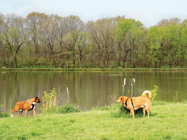 Two-dogs-in-front-of-lake