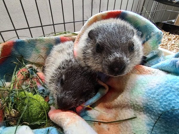 baby-groundhogs-feat