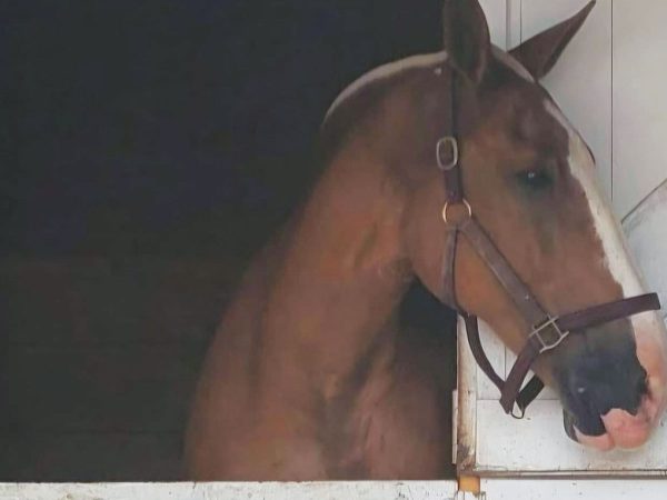the Belgian Draft horse|Tweeky The Bird|Bert The Goffin Cockatoo|Leo The Bearded Dragon And Oreo The Cat|Bill The Belgian Draft Horse|Bella The Silkie Chicken|Wally The Dog|Osiris The Siamese Cat|Mowgli The Dog|dog named Archer In A Canoe