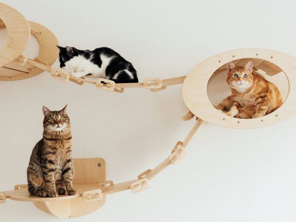 cats-in-wall-mounted-beds-arina-krasnikova