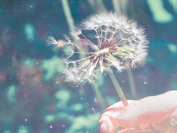 childs-hand-holding-dandilion