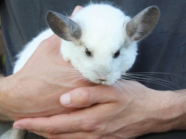 chinchilla-pet