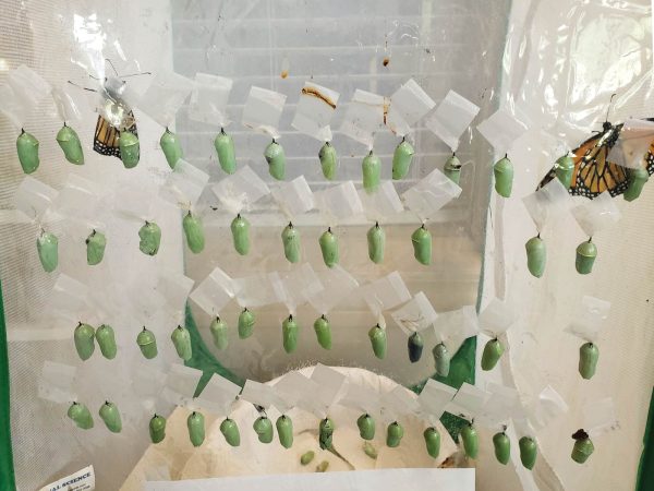 chrysallis-monarchs-columbia