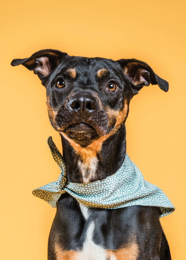 Cmhs Adoptable Dog Rufus