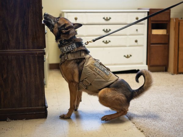 columbia-k9-patrol-unit-training-sniffing