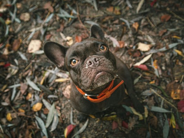 coming-up-in-como-pug-scaled