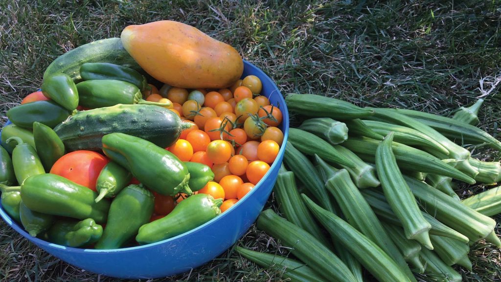 green bell peppers