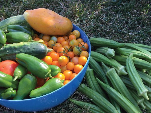 green bell peppers