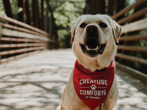 creature-comforts-golden-retriever-on-bridge
