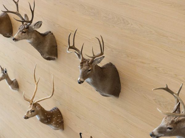 deer