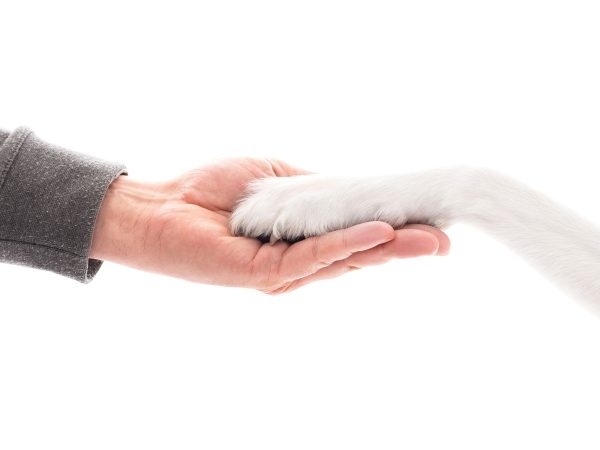 hand and paw on each other|Trena and service dog named Turtle|Nadia and service dog named Chance|Marcia holding dog named Kiri|Colonel Grantham and service dog named Doughby