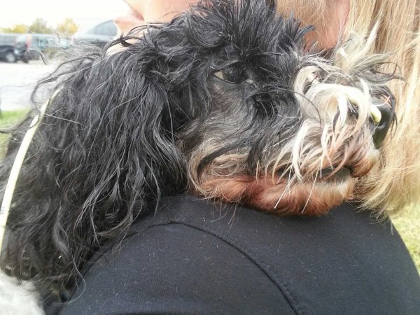 dog-love-armanis-angels