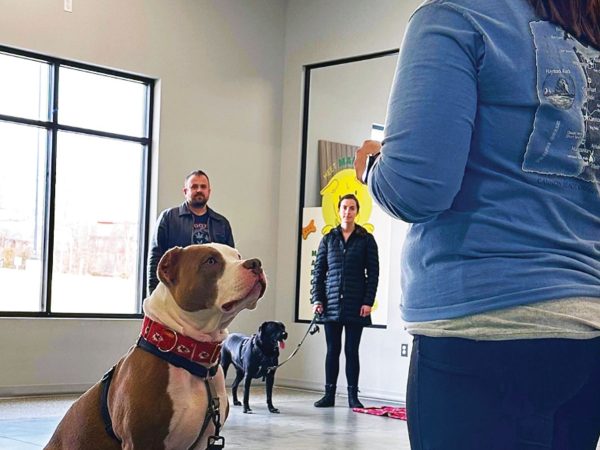 dog-sitting-in-front-of-trainer-at-lizzi-and-roccos