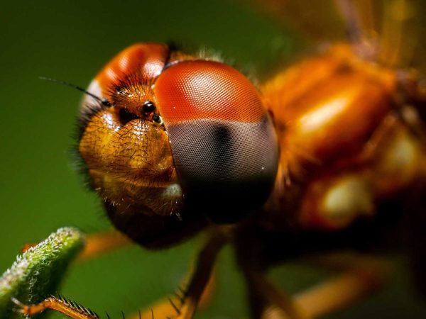 dragonfly