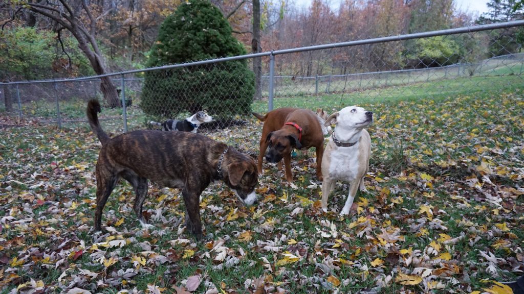 enjoying the pet-friendly neighborhood. A brindle and a brown dog sniff the ground