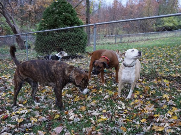 enjoying the pet-friendly neighborhood. A brindle and a brown dog sniff the ground