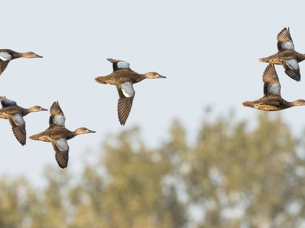 featured-blue-winged-teal-flock-in-flight-eagle-bluffs-dennis-smarr
