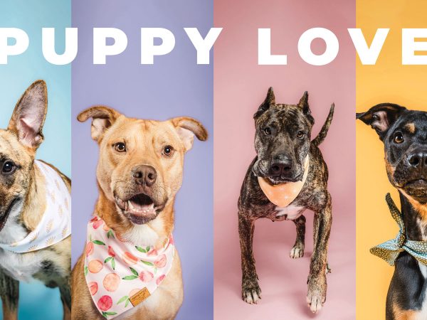 featured-cmhs-adoptable-dogs