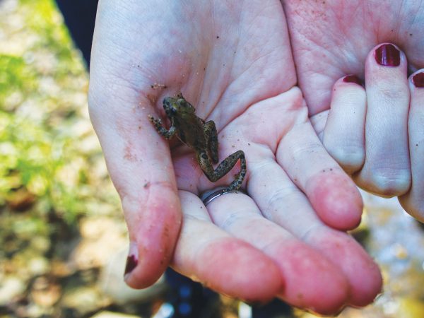 featured-holding-a-little-frog
