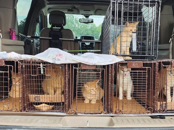 featured-trapped-community-cats-in-the-back-of-a-car