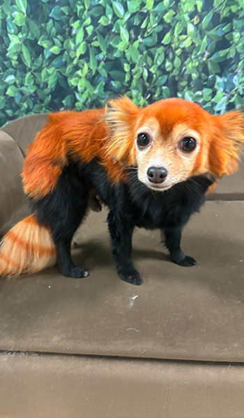 Bear, red panda