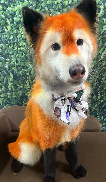 Lorelei (Lola), fox