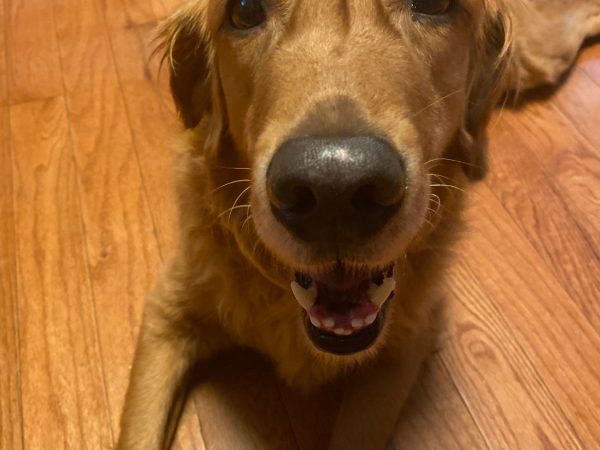 happy-link
