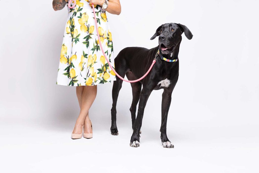 set against a white studio background.|A woman in a polka dot dress and heels walks a happy Yorkshire Terrier on a pink leash. The dog wears a pink crown