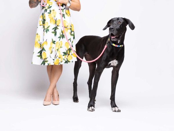set against a white studio background.|A woman in a polka dot dress and heels walks a happy Yorkshire Terrier on a pink leash. The dog wears a pink crown