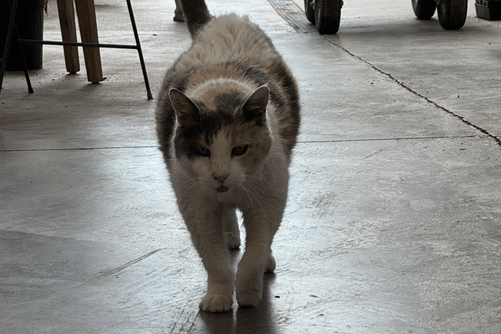 the resident feline at Sabu's Books.|Clyde The Cat Bur Oak 800x800