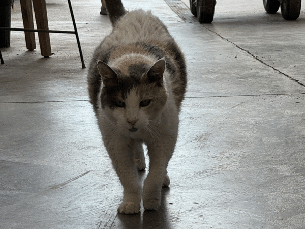 the resident feline at Sabu's Books.|Clyde The Cat Bur Oak 800x800