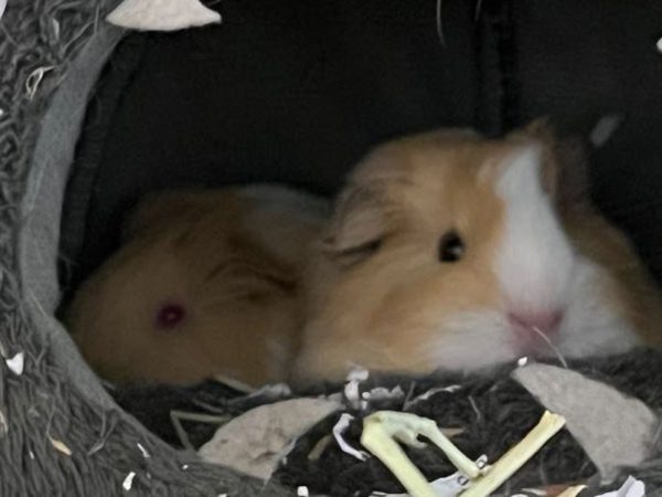 lucky-and-bean-baby-guinea-pigs-cropped