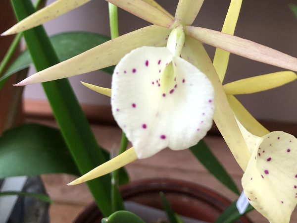 orchids-and-art-custom-framing-thin-orchid-feat