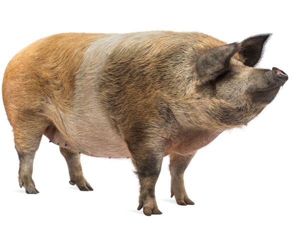 pig-standing-and-looking-away-on-white-background