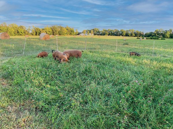 pigs-snuffling-in-a-field-in-front-of-a-fence-behind-which-are-rolls-of-hay-in-front-of-a-spanning-blue-sky