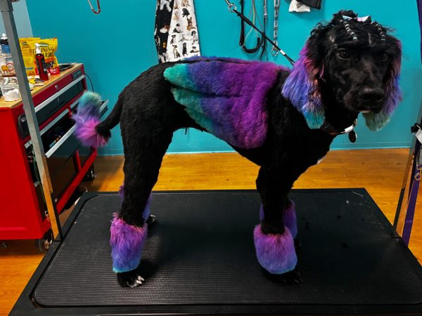 wearing a colorful bow tie. Its paws and chest have blue markings. The couch has a brown cover with white writing. The background is a light blue wall.|A small dog with orange and black fur