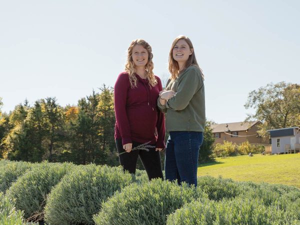 the other a green one. A house and trees with autumn foliage are in the background under a clear blue sky.|Two people walking a dog on a gravel path through a lavender field under a clear blue sky. Sunlight illuminates the scene