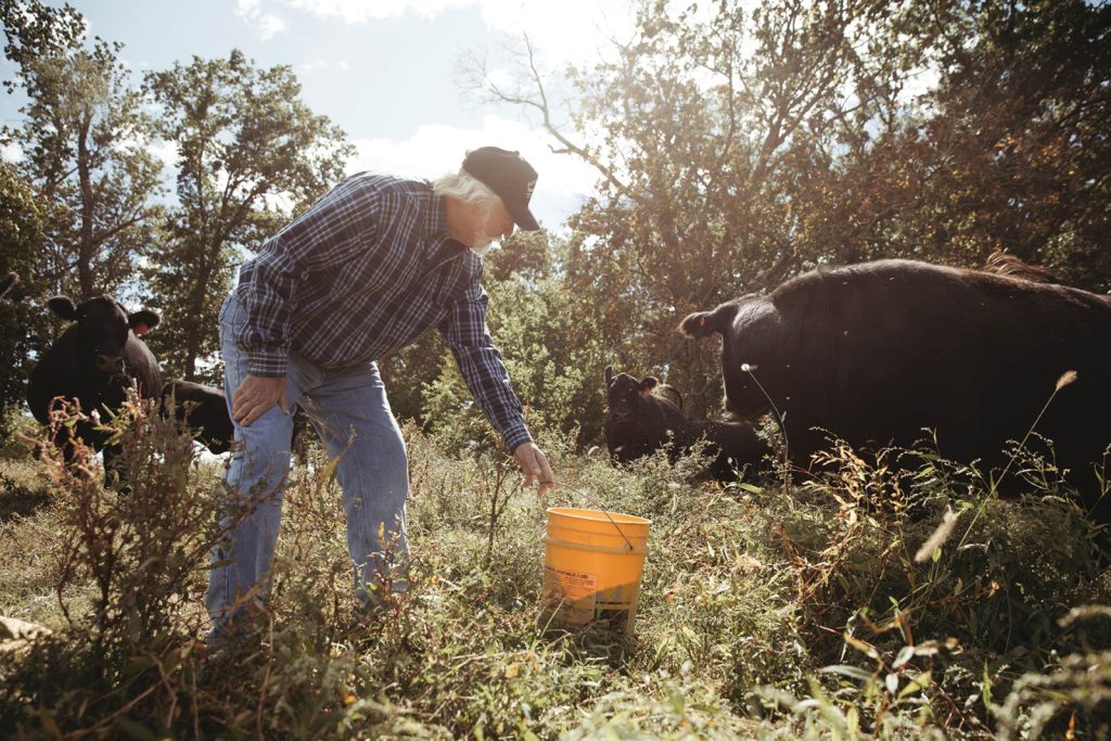 surrounded by grass and trees under a partly cloudy sky.|A farmer stands next to a white pickup truck in a grassy field under a blue sky with scattered clouds. He observes a group of black cattle grazing nearby.|Elderly man in plaid shirt and cap pouring feed from a bucket to a large black cow in a sunny field. The sky is blue with scattered clouds