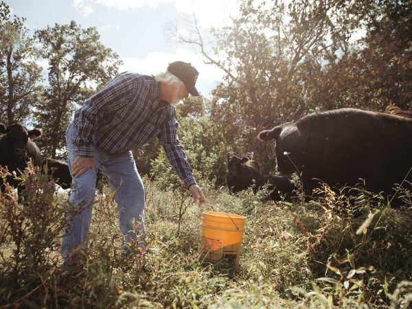 surrounded by grass and trees under a partly cloudy sky.|A farmer stands next to a white pickup truck in a grassy field under a blue sky with scattered clouds. He observes a group of black cattle grazing nearby.|Elderly man in plaid shirt and cap pouring feed from a bucket to a large black cow in a sunny field. The sky is blue with scattered clouds