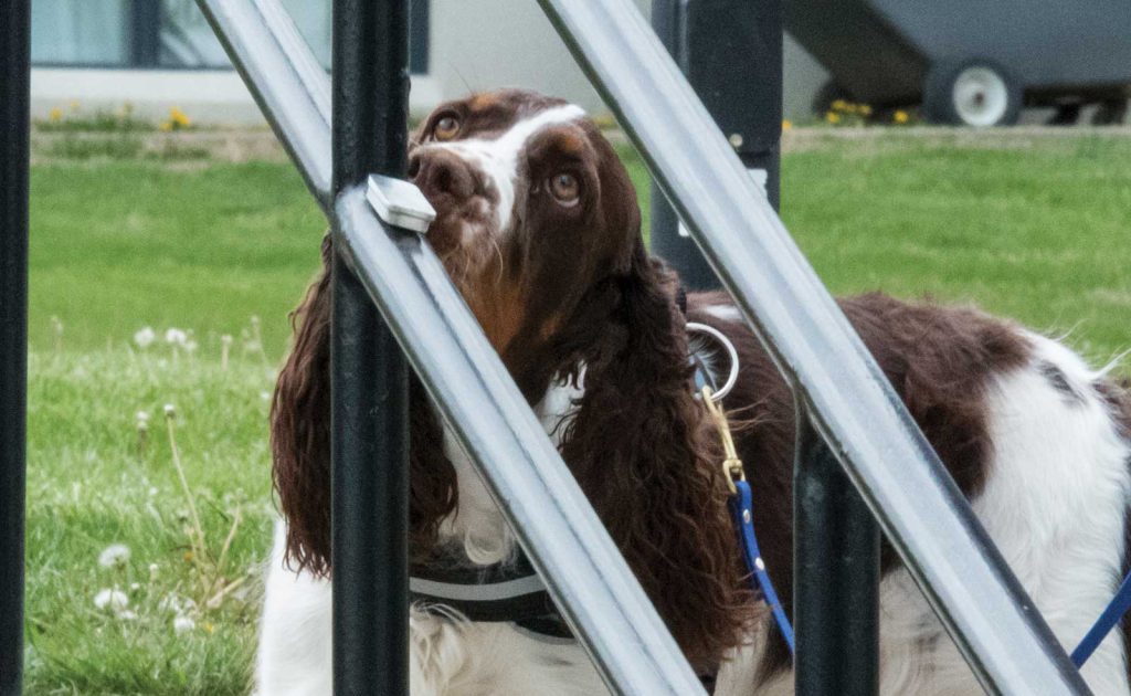 and a building is visible in the background.|A brown and white dog with a harness looks up through a metal fence. The background features green grass
