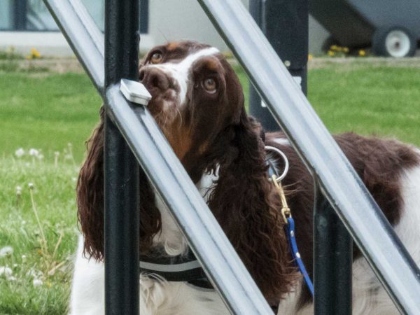 and a building is visible in the background.|A brown and white dog with a harness looks up through a metal fence. The background features green grass