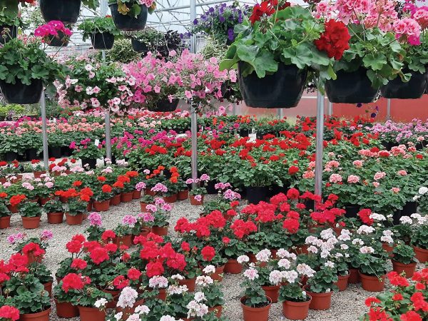 strawberry-hill-farms-floral-greenhouse