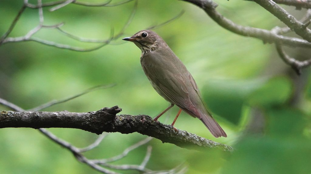 some with binoculars surrounded by green foliage. By Steve Bybee|Brown Thrasher sitting on a branch with its beak open. By Lottie Bushmann|Black Capped Chickadee sitting in the v where a tree branches off. By Lottie Bushmann|Summer Tanager sitting on branch looking skyward. By Lottie Bushmann