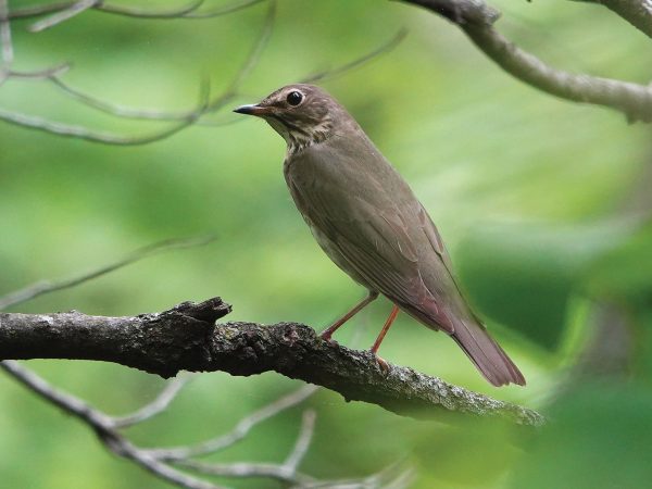 some with binoculars surrounded by green foliage. By Steve Bybee|Brown Thrasher sitting on a branch with its beak open. By Lottie Bushmann|Black Capped Chickadee sitting in the v where a tree branches off. By Lottie Bushmann|Summer Tanager sitting on branch looking skyward. By Lottie Bushmann
