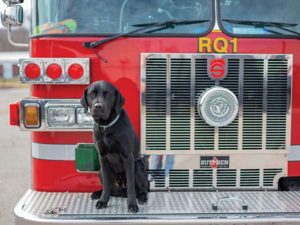 tony-the-k-9-accelerant-detection-dog