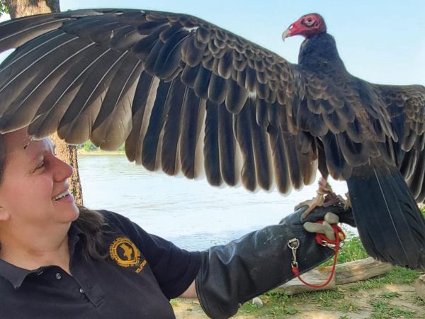 turkey-vulture