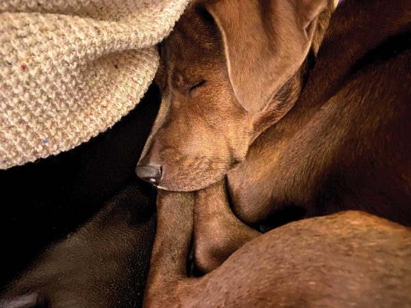 curled up with its head resting on its paws against a textured blanket. Its eyes are closed
