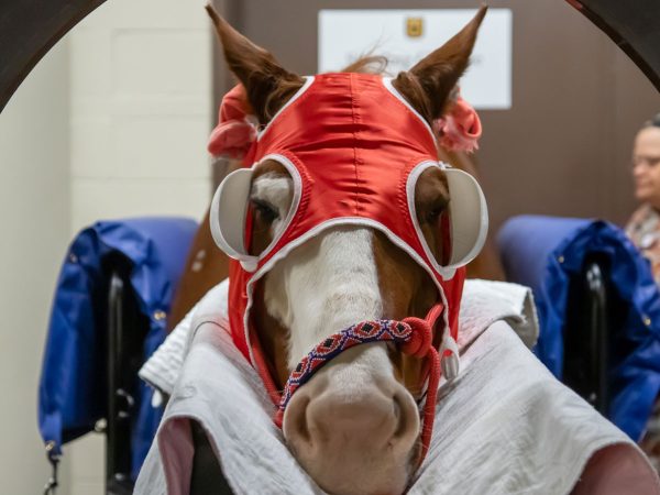 university-of-missouris-college-of-veterinary-medicine-standing-ct-scanner-face